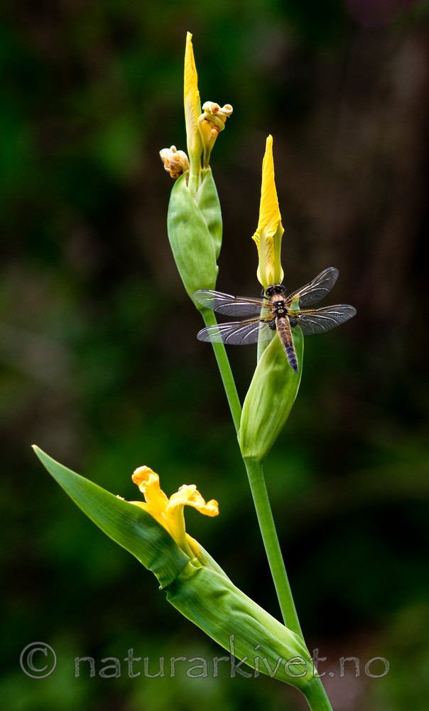 BB 10 0150 / Iris pseudacorus / Sverdlilje <br /> Libellula quadrimaculata / Firflekklibelle